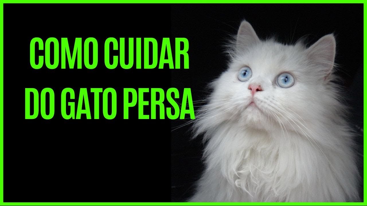 Descubra o Segredo dos Gatos Persas que Os Donos N&atilde;o Sabem