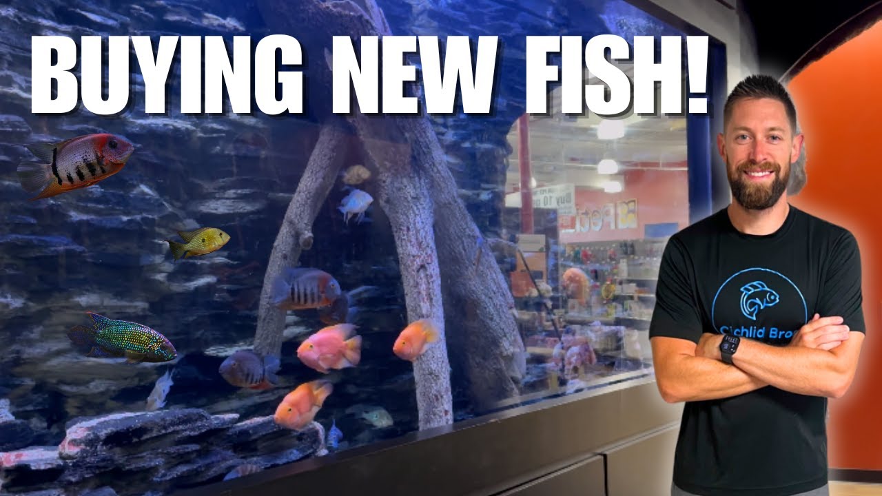 Did NOT Expect to Find These! Buying Rare Cichlids for the Fish Room