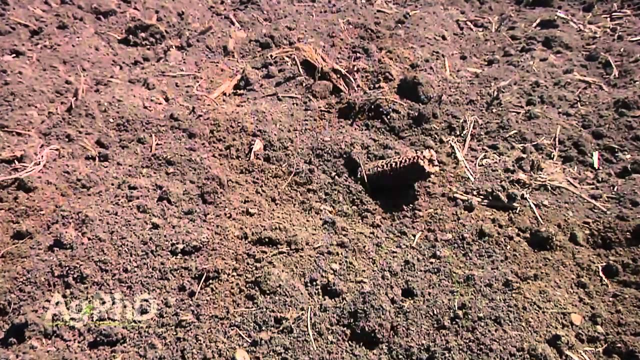 Удобрение соевых бобов № 886 (дата выхода в эфир 29.03.15)
