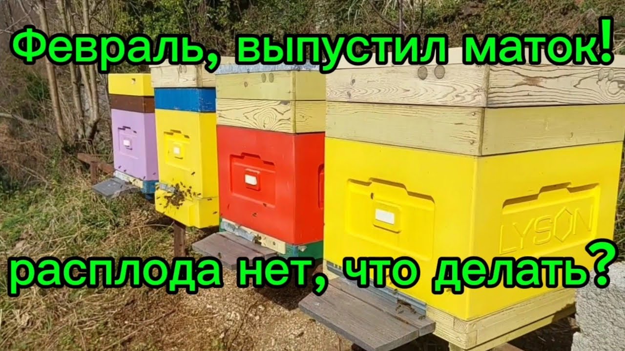 Февраль, выпустил маток, расплода нет, что делать?