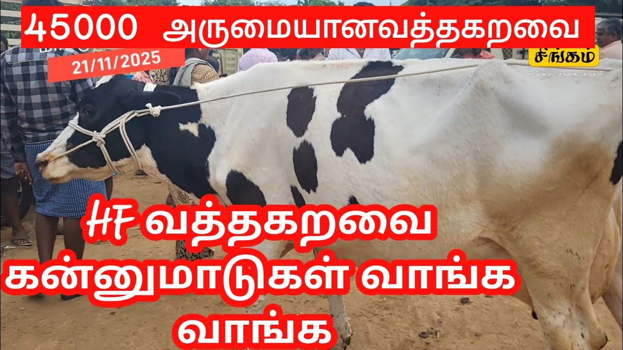 சீனாபுரம்/வத்தகறவை கன்னுமாடுகள் வாங்க #seanapuram #cow #tamilsingam