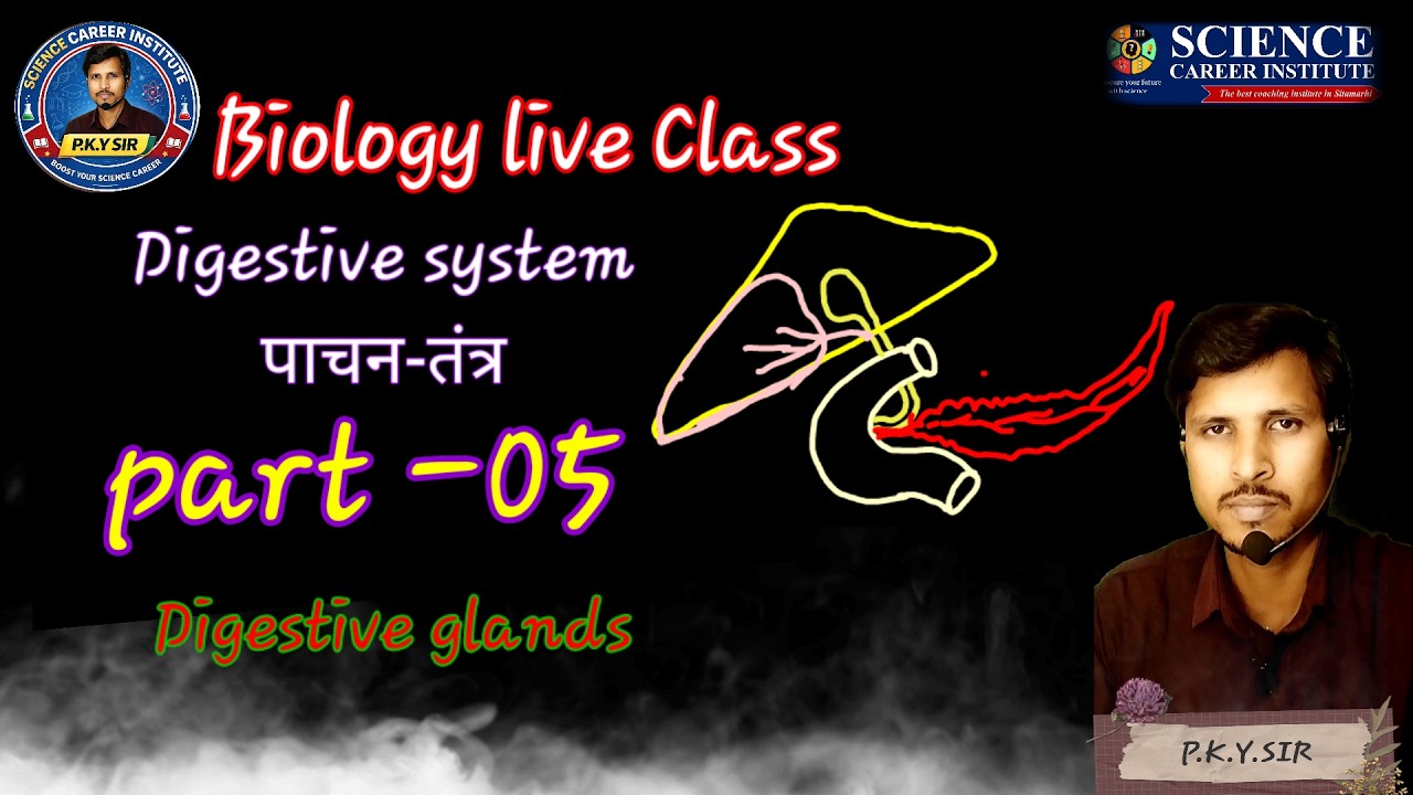 Digestive system part 05 [ digestiveglands] by- P.K.Y.sir (Science Career Institute, sitamarhi)