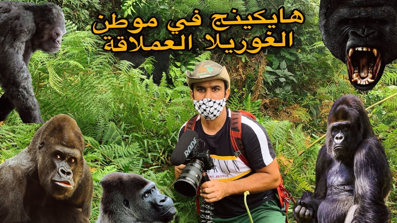 هايكينج في أخطر غابات العالم و الدخول الى عالم الغوريلا ( البحث عن الغوريلا في غابة بويندي )