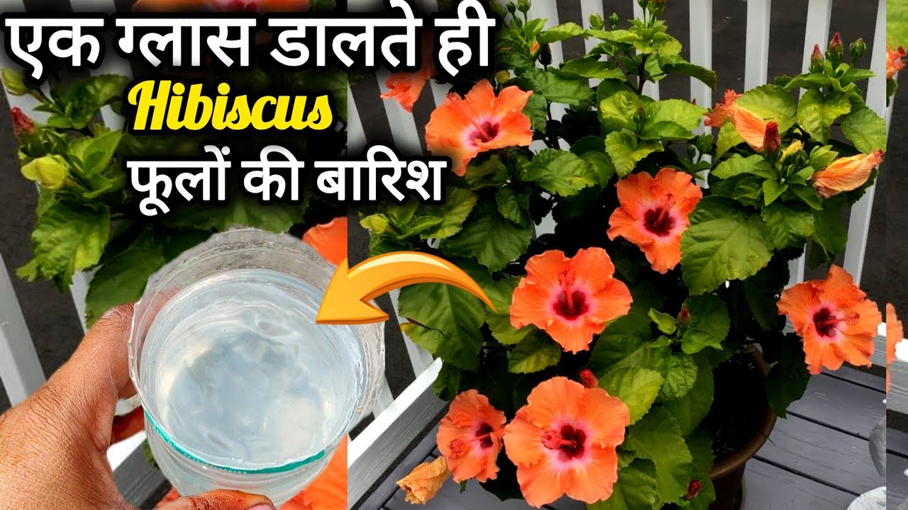 गुड़हल मै फूल बढ़ाने के फ्री की ट्रिक।माली का सीक्रेट आपको कोई भी बताएगा। Hibiscus plant care tips