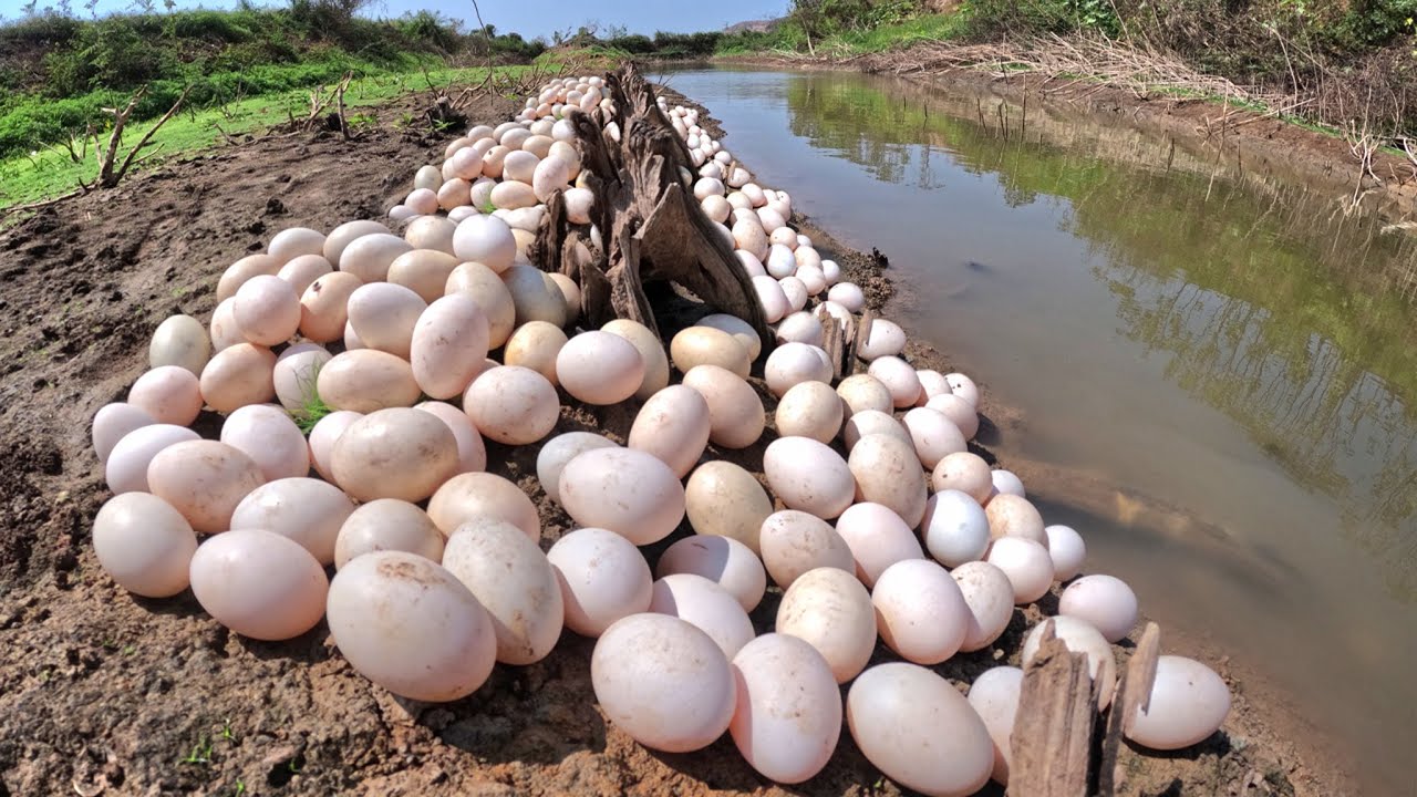 WOW WOW - A skills man pick a lot of duck eggs in river at dry season