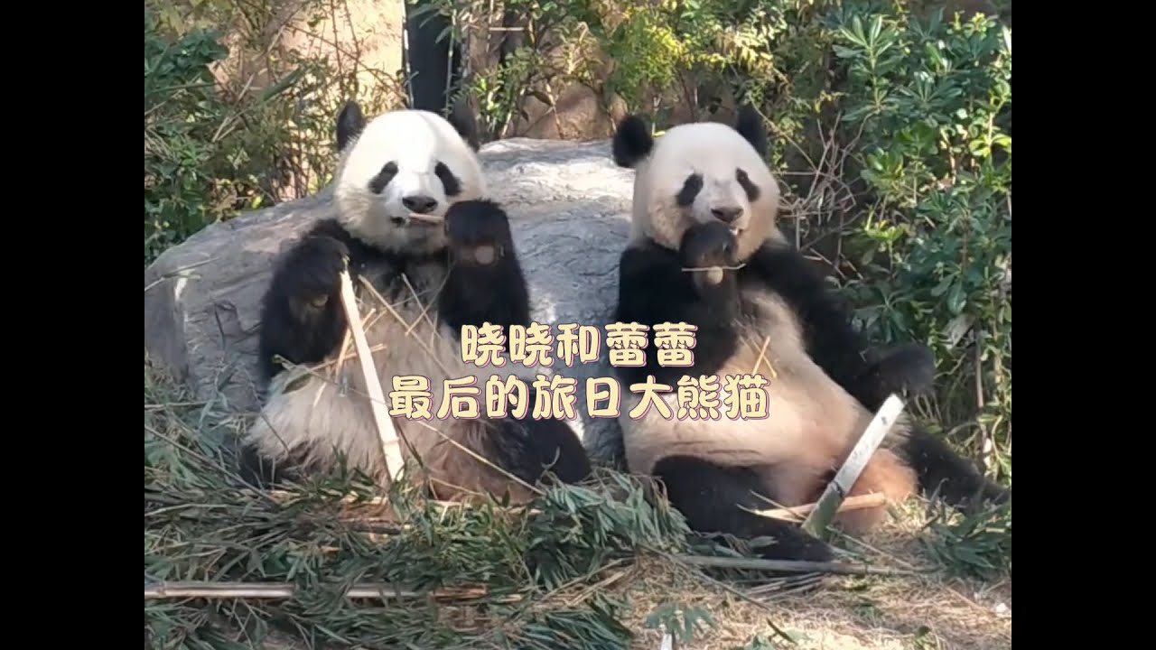 旅日大熊猫晓晓和蕾蕾启程回国，大熊猫是代表我国旅外的友好使者