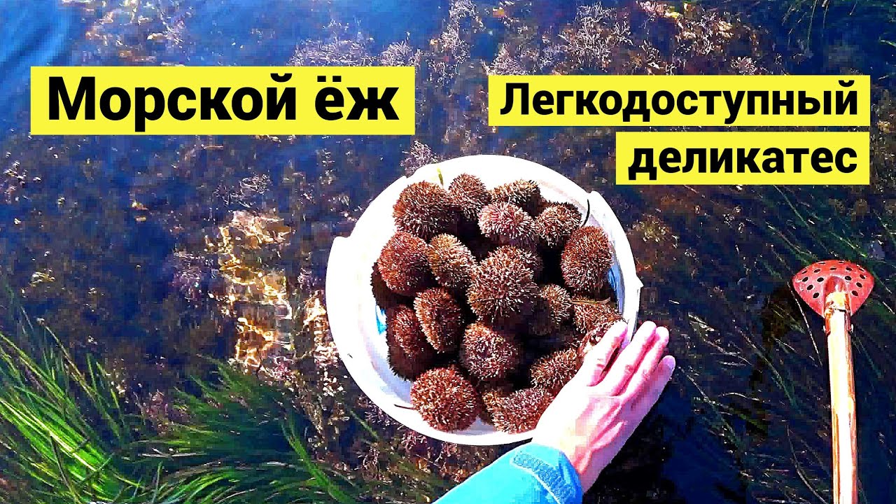 Морской ёж. Легкодоступный деликатес // СУБТИТРЫ