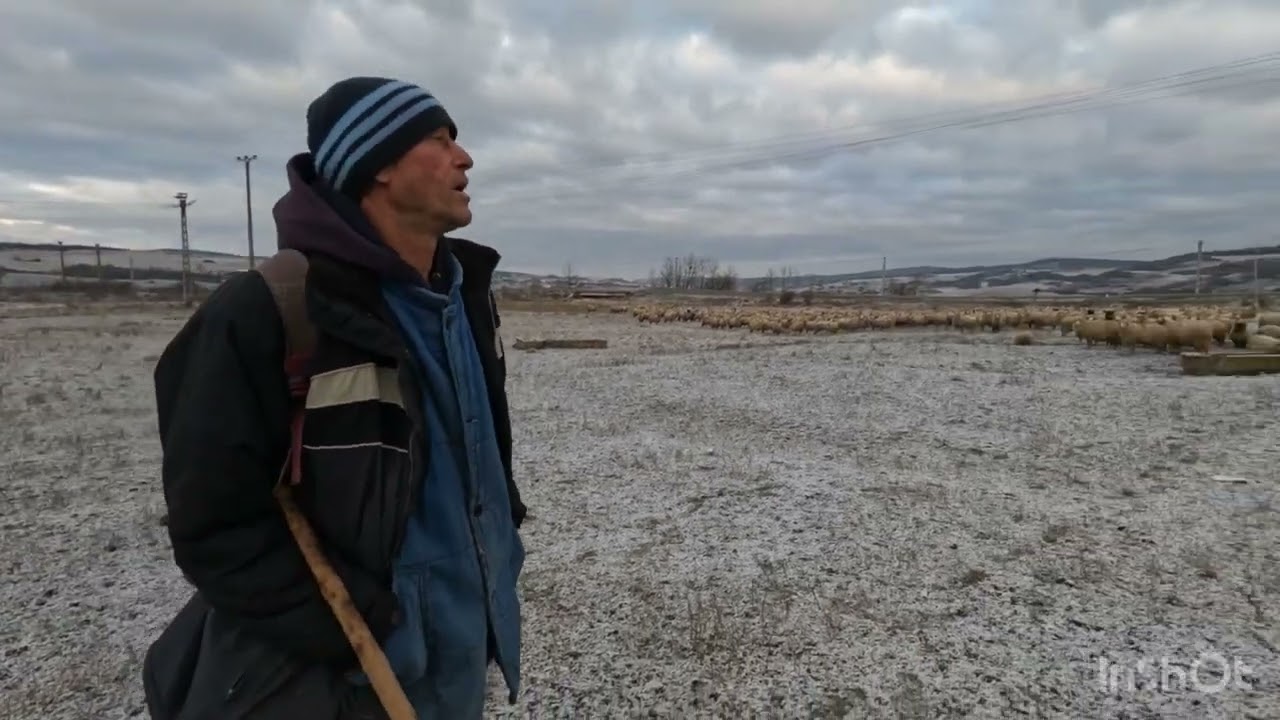 Cu Oile Pe Tocătură în 11. Ianuarie .Cu Ciobanul Nistor din Corvinesti .B-N