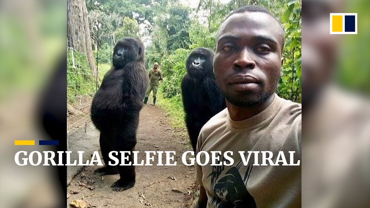 Why a park ranger’s selfie with two gorillas went viral