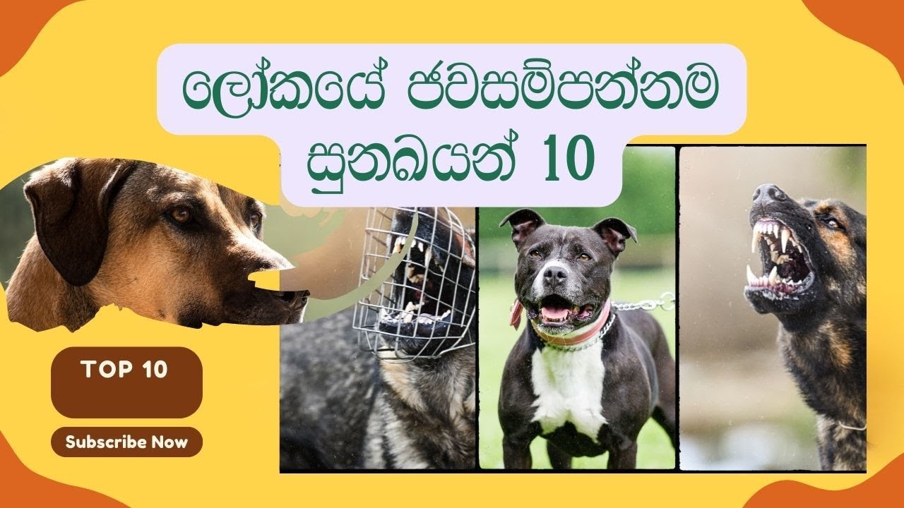 Top 10 Most Powerful Dogs In The World | ලෝකයේ ජවසම්පන්නම සුනඛයන් 10