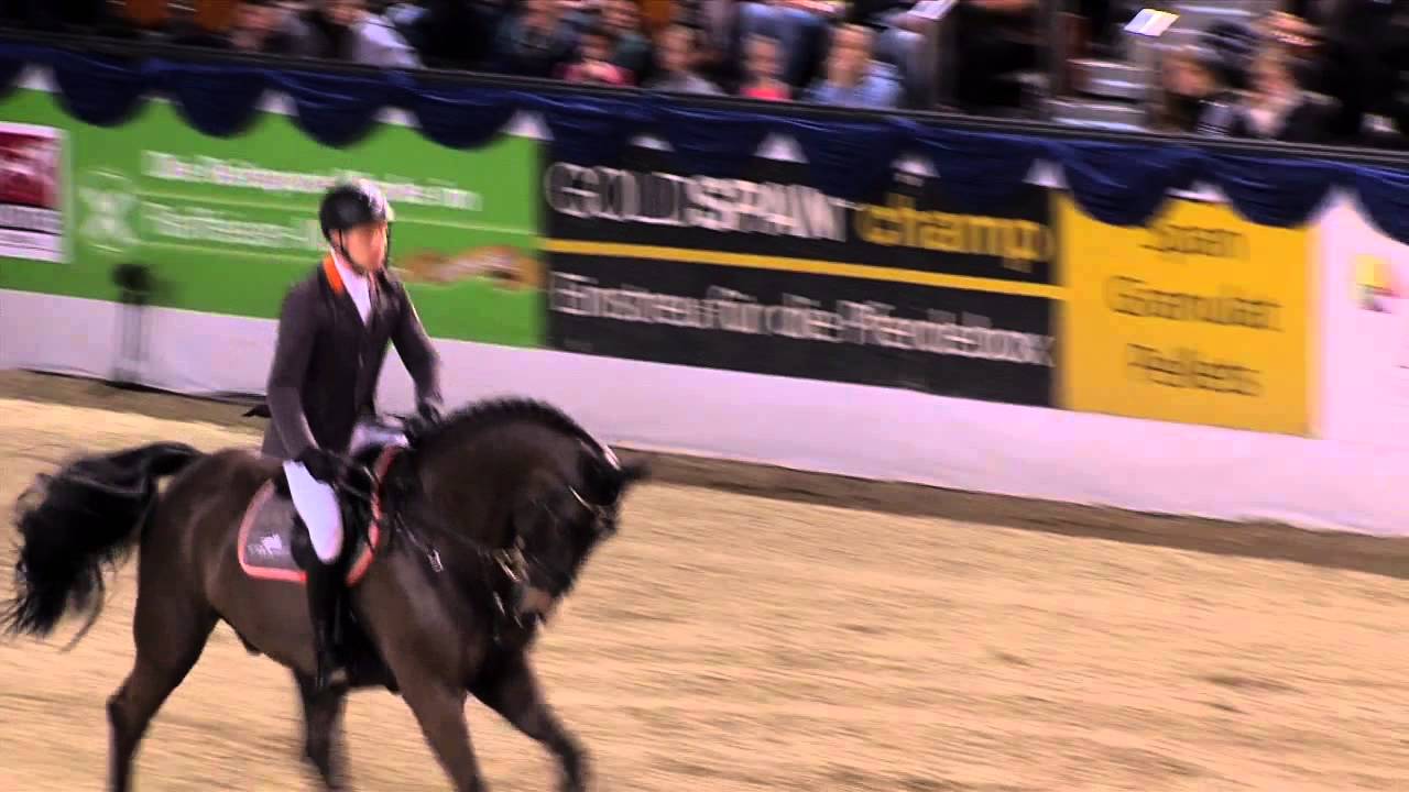 Lord Pezi v. Lacros - Zymbal I / Hengstvorführung Vechta 2015 / Böckmann Pferde