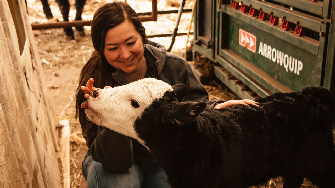 How to know that a cow is close to CALVING!