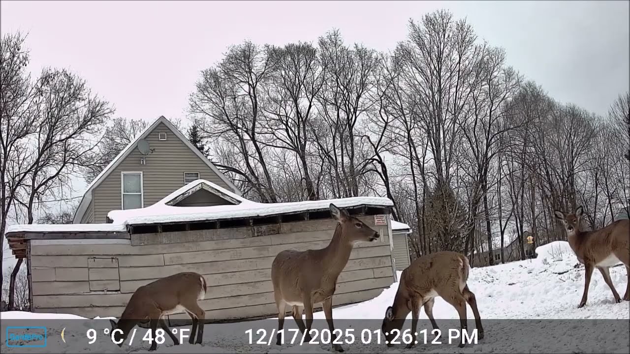 ASMR - Maine Highlands CritterCam.  Derby Hill Deer Soup Kitchen 12/17/25 B