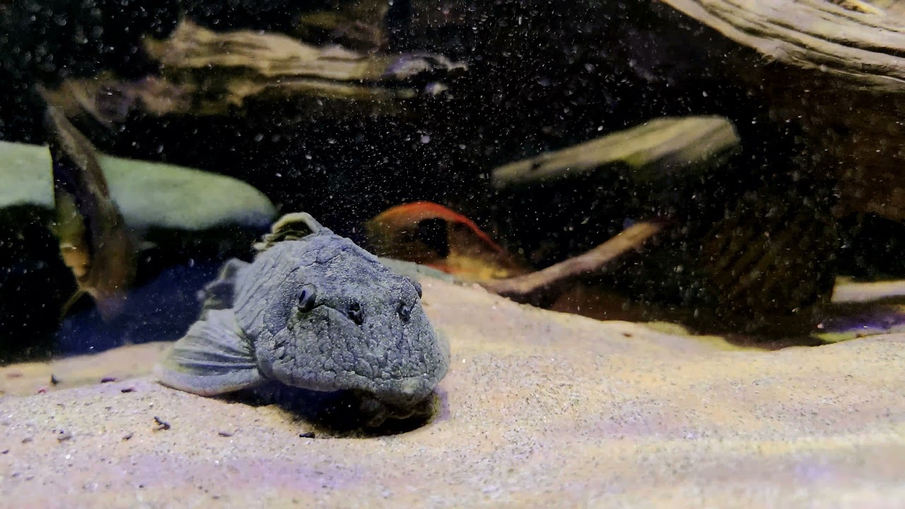 Cochliodon sp.  l360 & friends