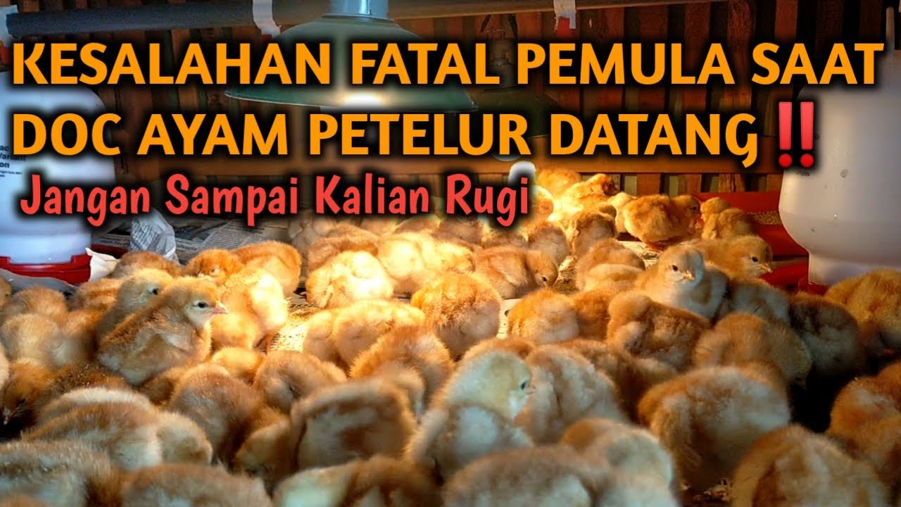 KESALAHAN FATAL PEMULA Saat DOC Ayam Petelur DATANG! Jangan Sampai Kalian Rugi