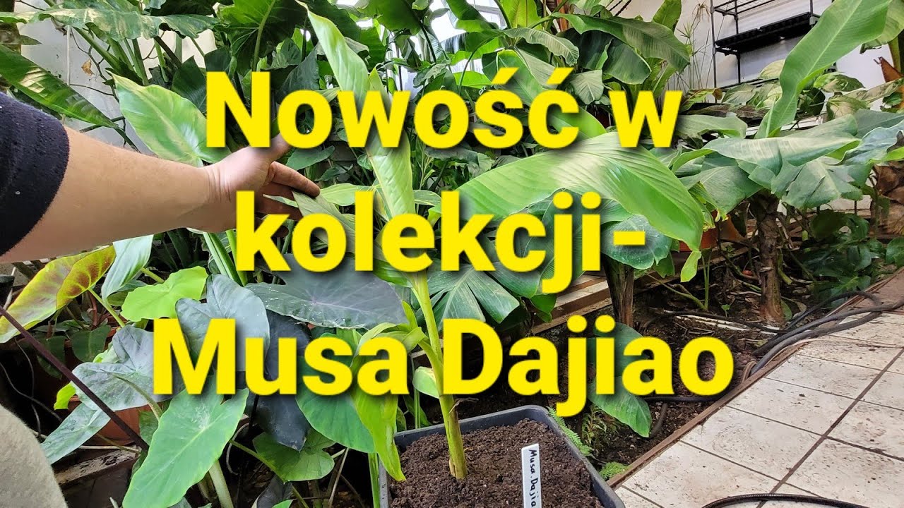 487#. Nowość w kolekcji - Musa Dajiao
