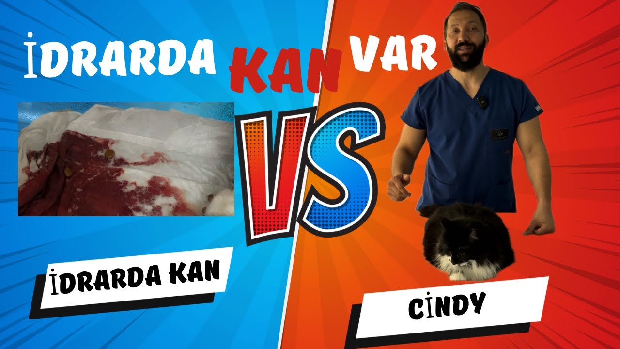 Kedinin İdrarında KAN vardı ! - Kedilerde Kanlı İdrar Problemi 