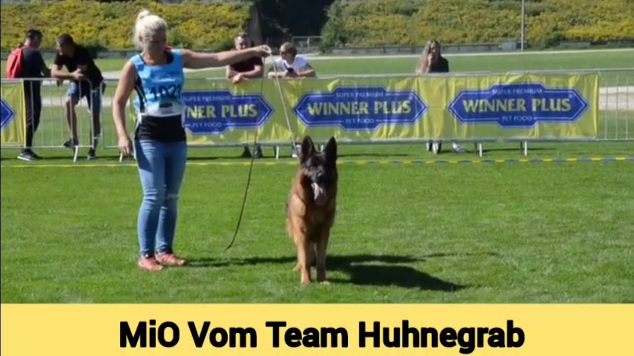 Mio Vom Team Huhnegrab @ BSZS 2023 #germanshepherd #dog #gsd #bszs2023