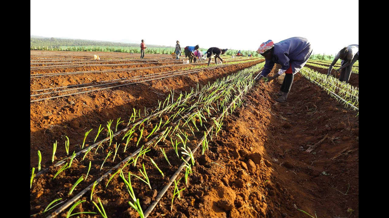Organic Method of Onion Transplanting for High Yield-2026