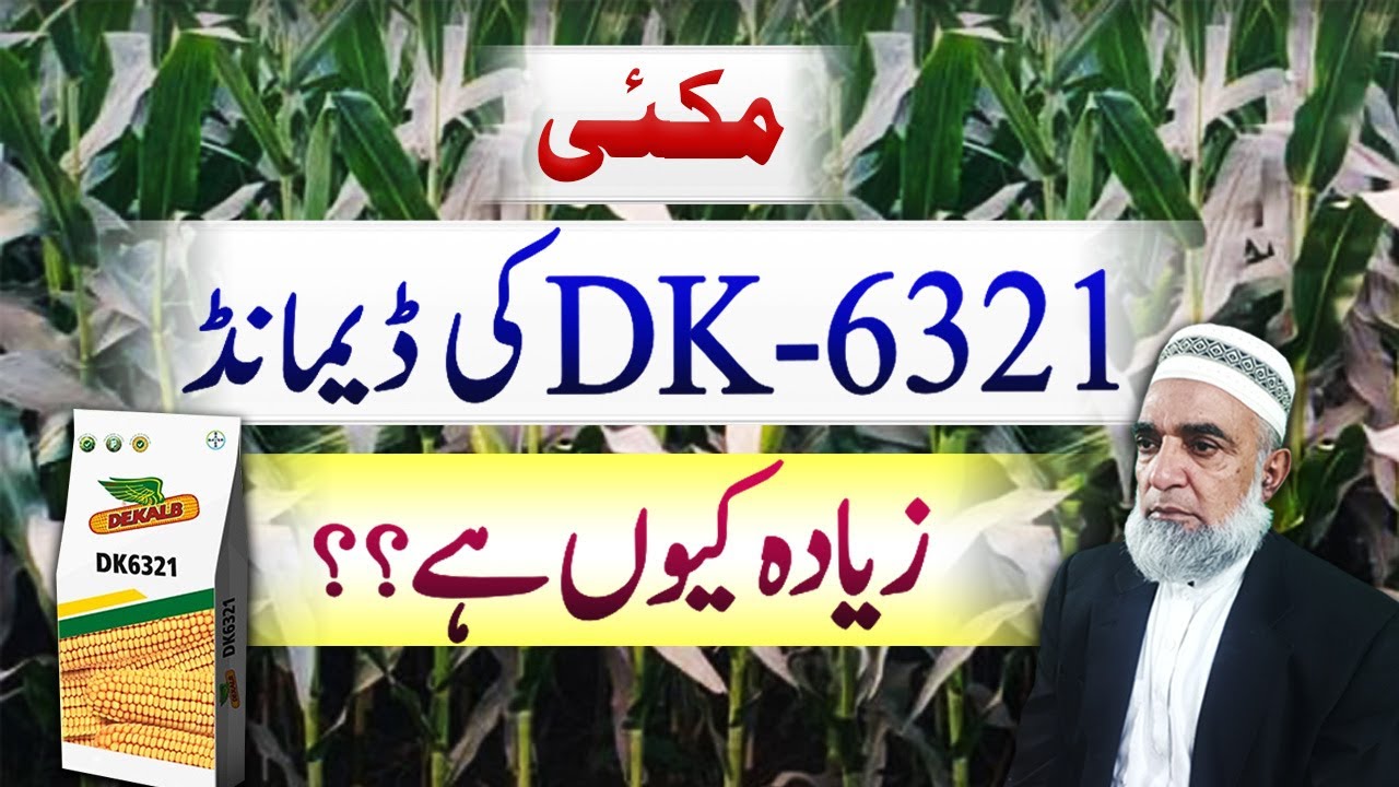 Salient features of spring maize variety DK 6321 || Crop Reformer
