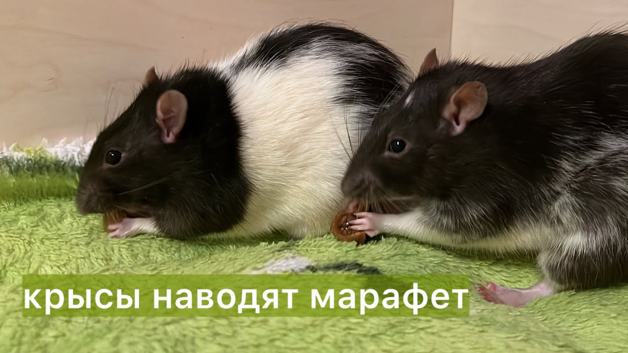 Крысы наводят марафет. #крысы #rats 