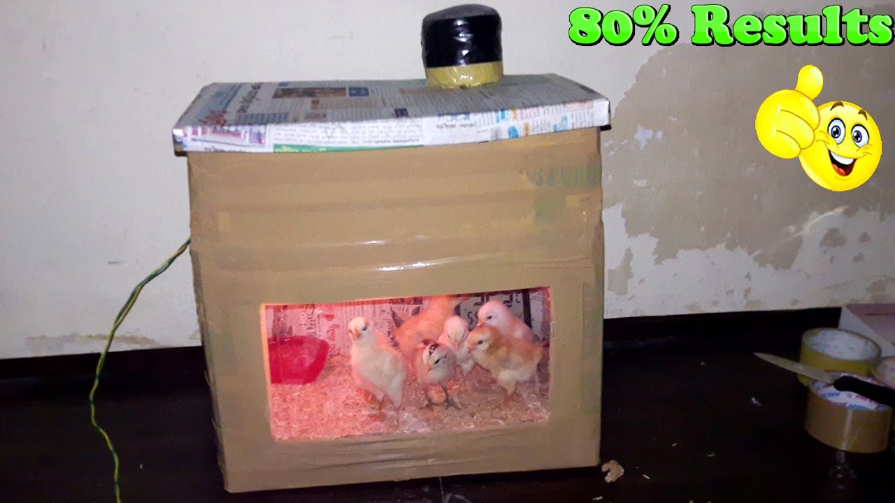 Incubator for Chicken Eggs || How to Make an Incubator with a Cardboard box