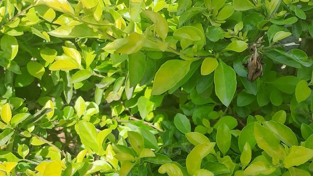 8 ramdan sabhiko mobarak ho