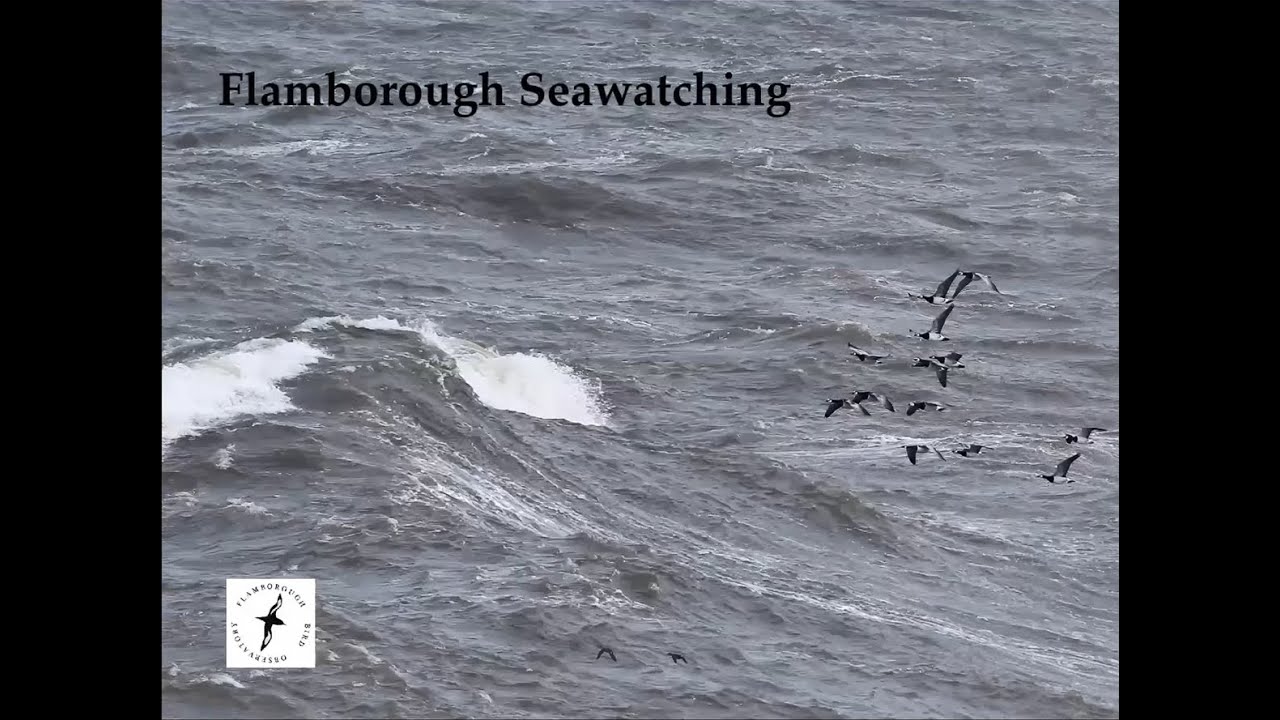 Flamborough Seawatching