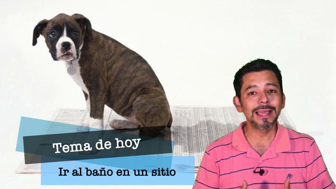 IR AL BAÑO EN UN SOLO SITIO | Cómo enseño a mi perro a que vaya al baño en un solo lugar
