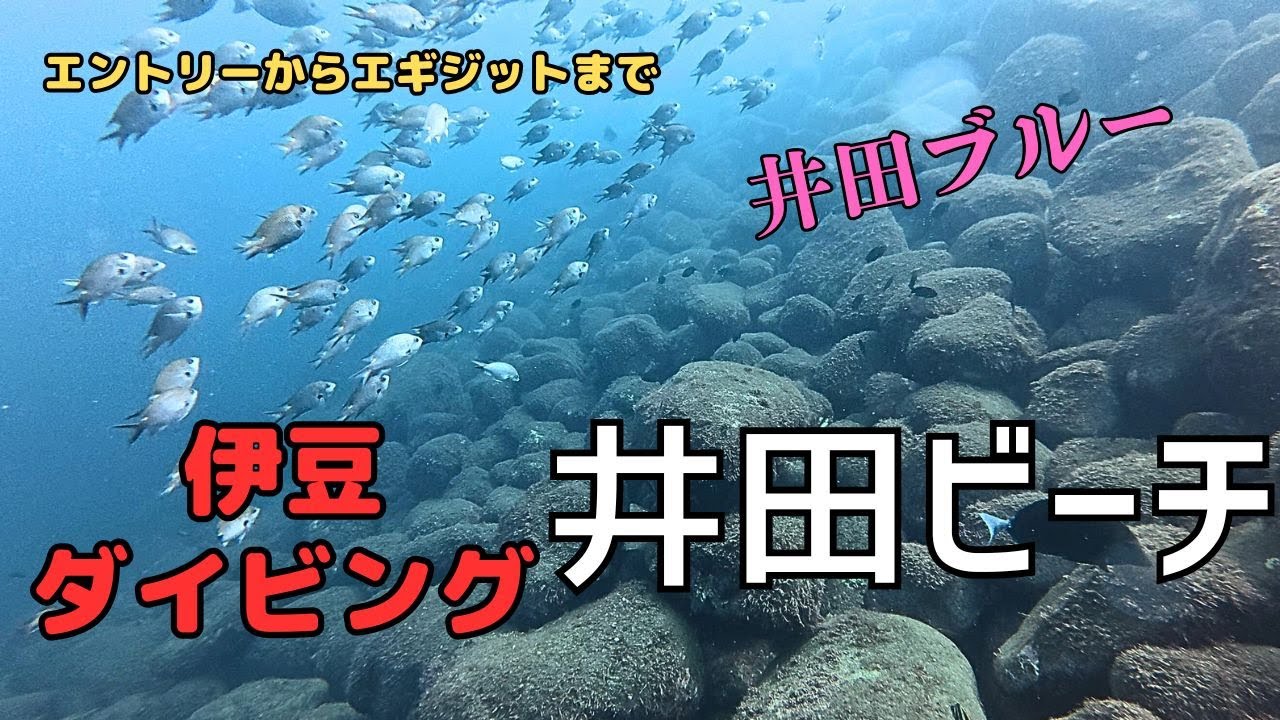 伊豆の井田でダイビングしてきた　I went diving in Ita, Izu    Scuba Diving in Japan