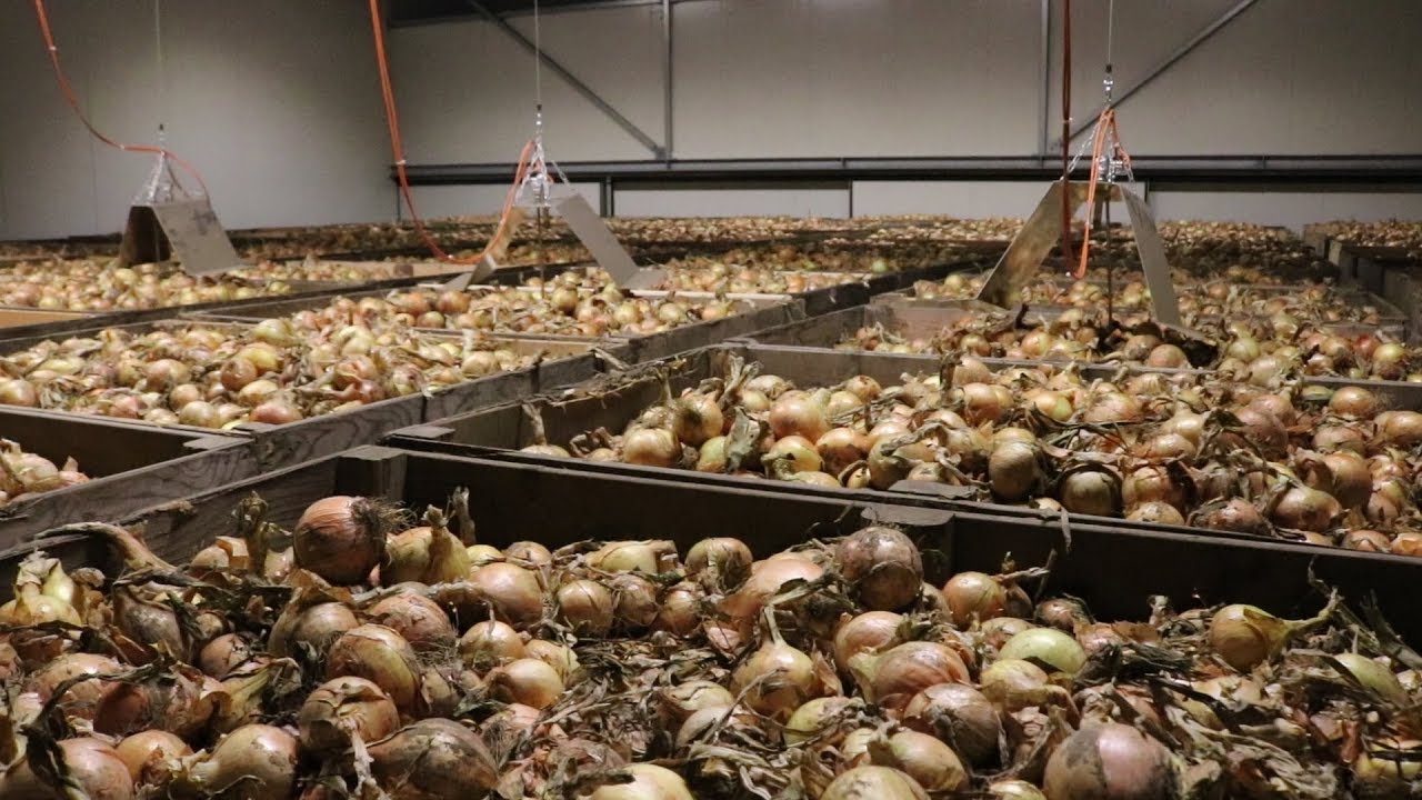 Missão Holanda: armazenamento e raio-x da cebola!