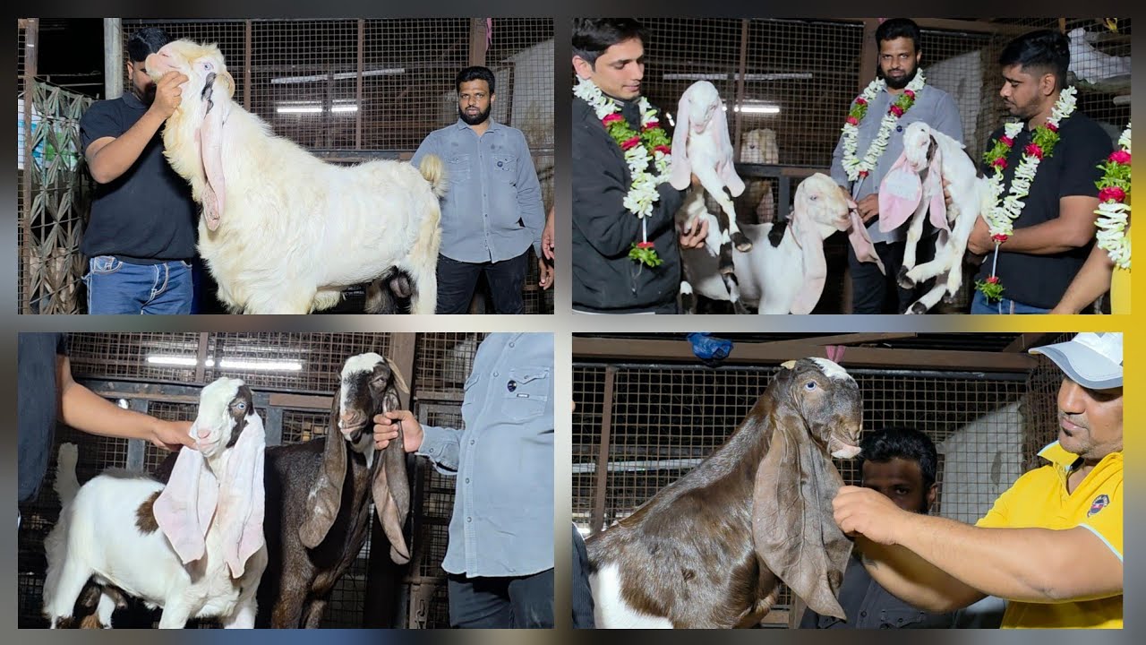 Croro Ke Bakre Dafan He Iss Farm Main | Sabse Mehnga Saukh India | Aziz Kutti Goat Farm Hyderabadi.
