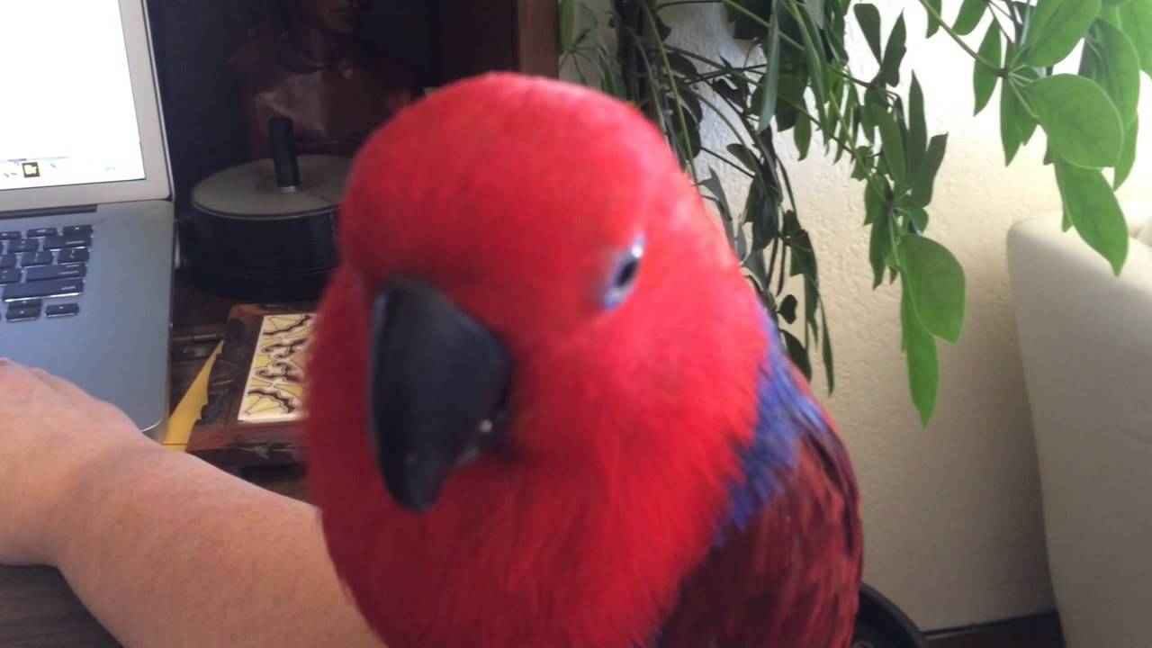 Sweet Eclectus parrot sounds.
