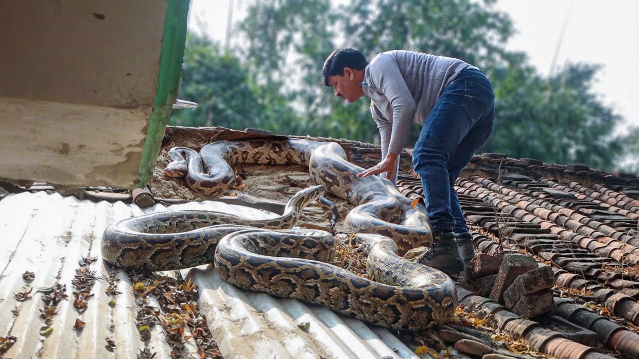 आपको यकीन नहीं होगा! ऐसी जगह छुपे थे 2 विशालकाय अजगर साँप।Rescued 2 giant indian Rock Python Snake.