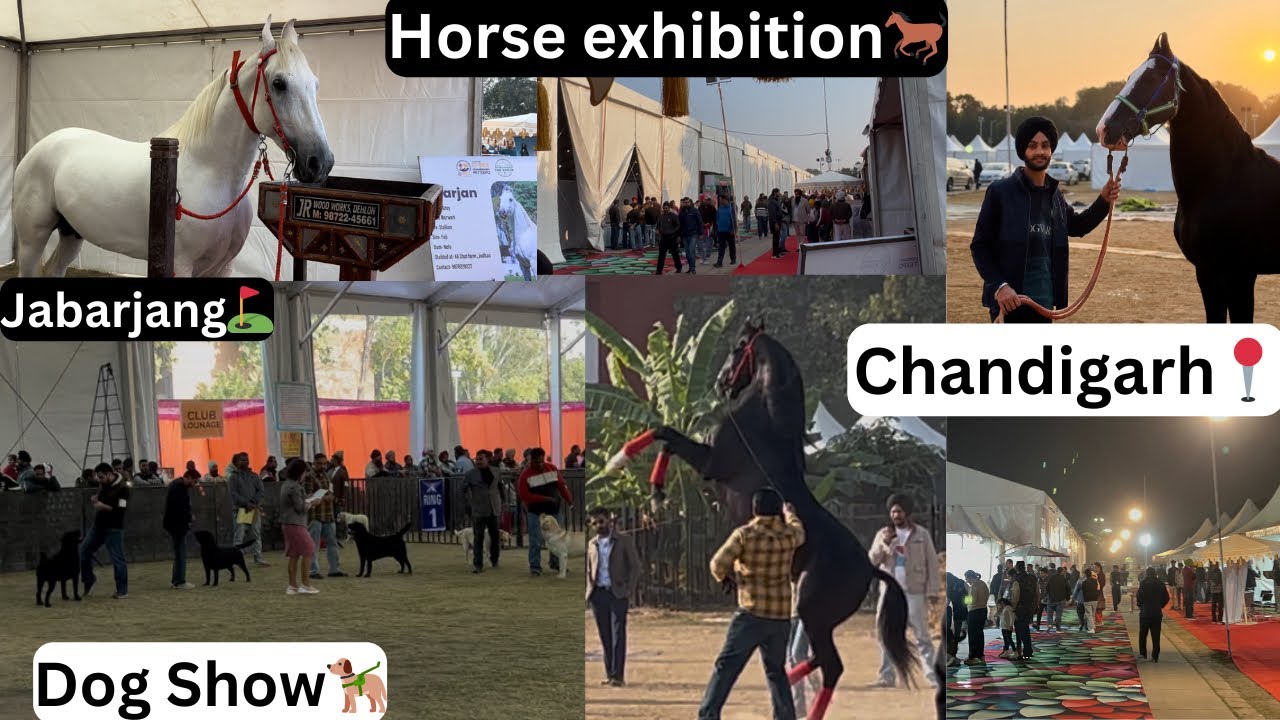 Chandigarh Horse exhibition🐎//Jabarjang te khalifa leke phonche⛳️