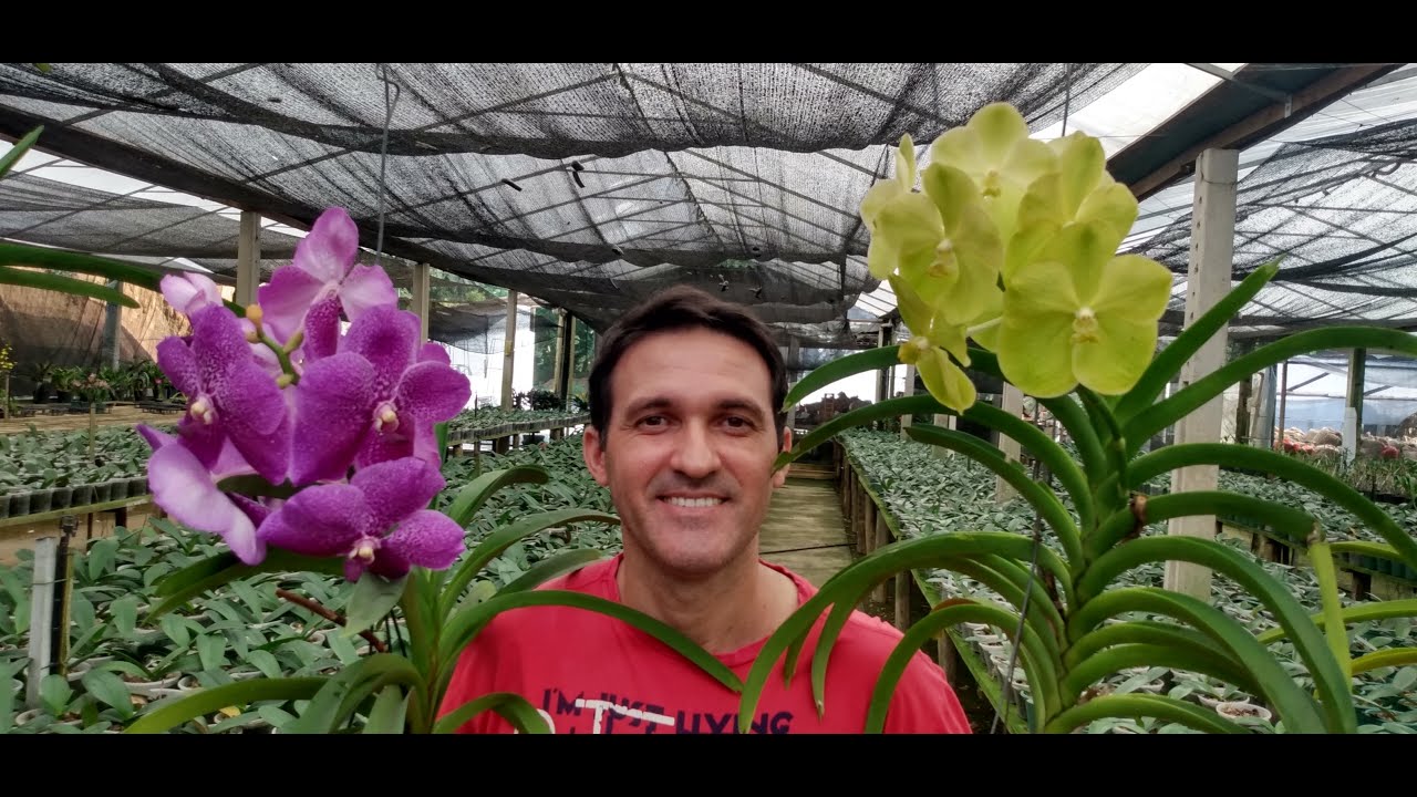 Orquidário Monte Negro - como cortar e plantar vandas.