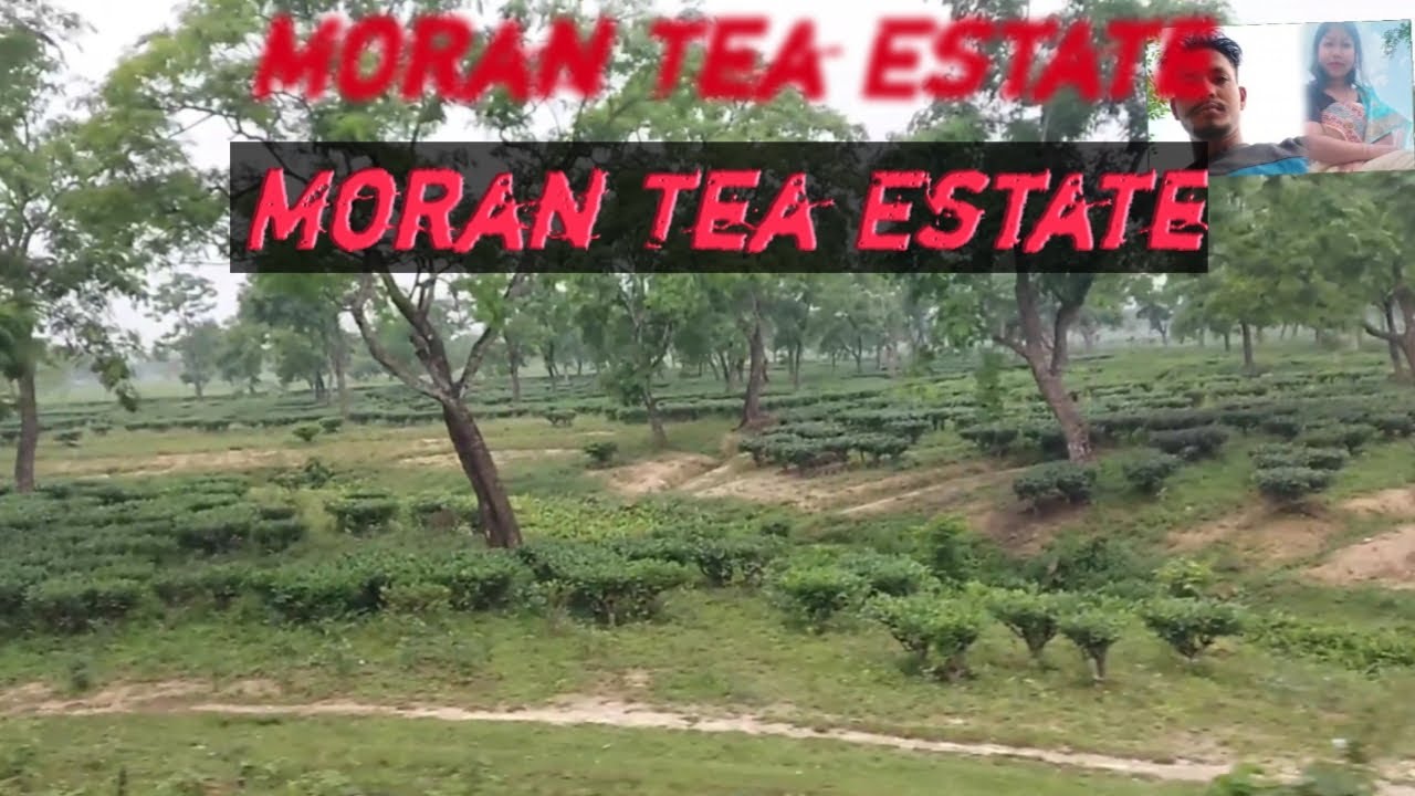 Assamese vlog Moran Tea Estate