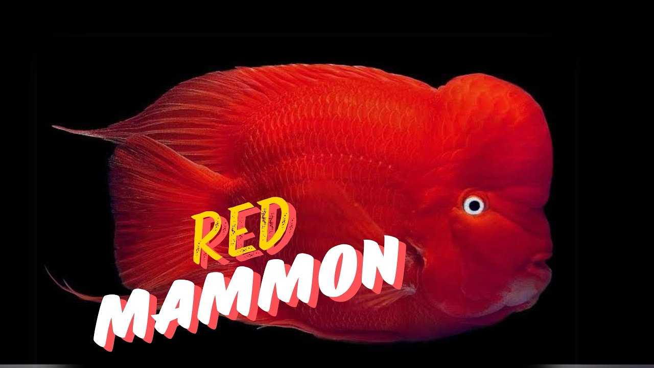 Red Mammon | Red Mammon Cichlids | Red Mammon Parrot with Hump I Rare Parrot fish with Hump