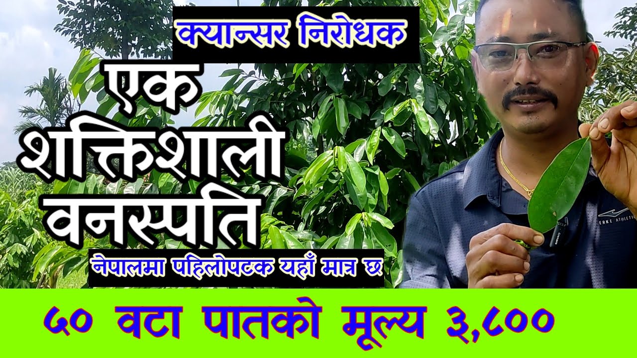 अति गुणकारी SOUR SOUP PLANT को जानकारी लिएर अरुलाइ पनि पठाउनुस //यो  सबैले रोपौँ GRAVIOLA BENEFITS