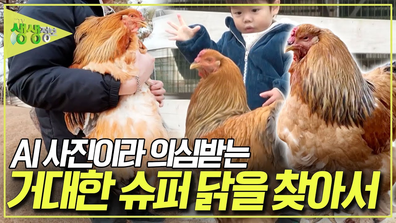 AI 사진이라 의심받는 아이 몸집만한 닭을 찾아라! [2TV 생생정보] KBS 260122 방송