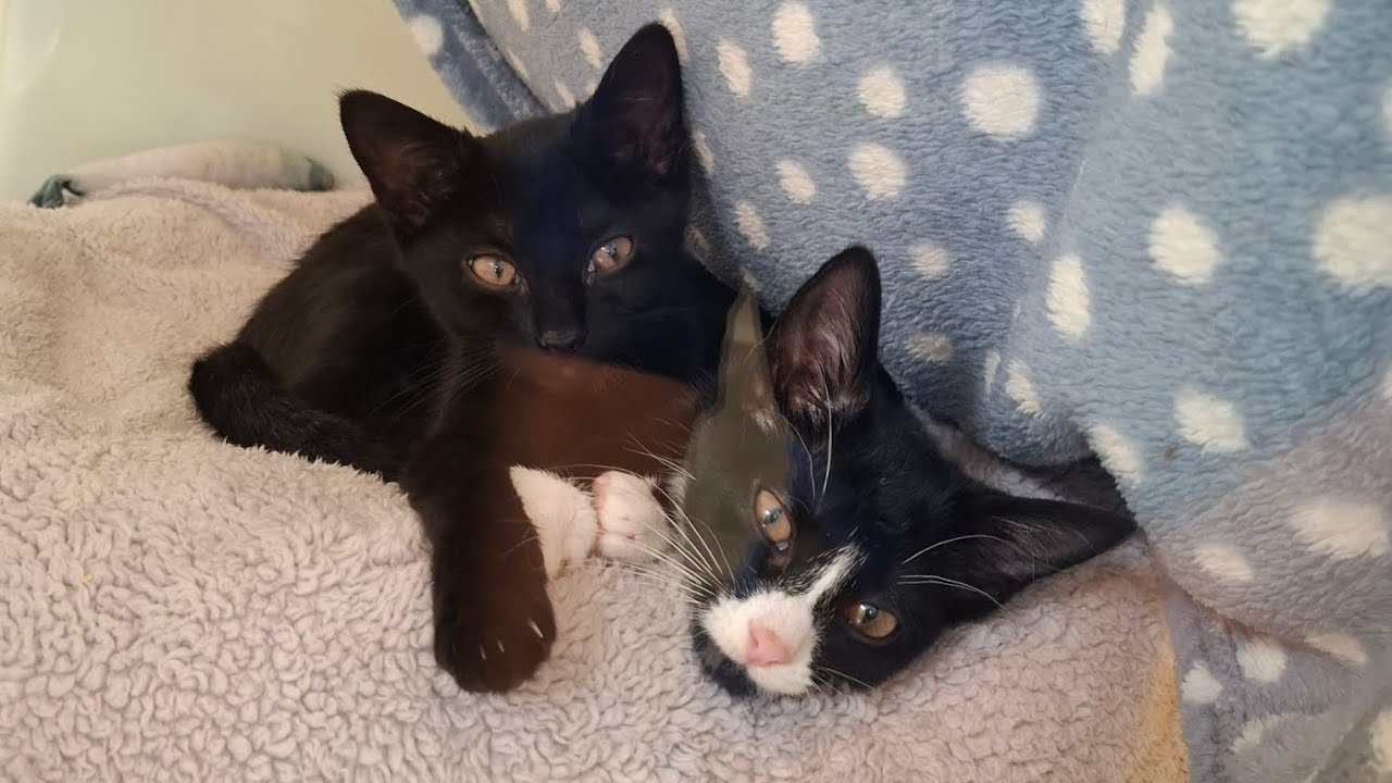 Flick and Dot