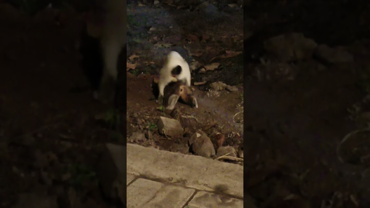 isin isin tapi malu masukin nyaa