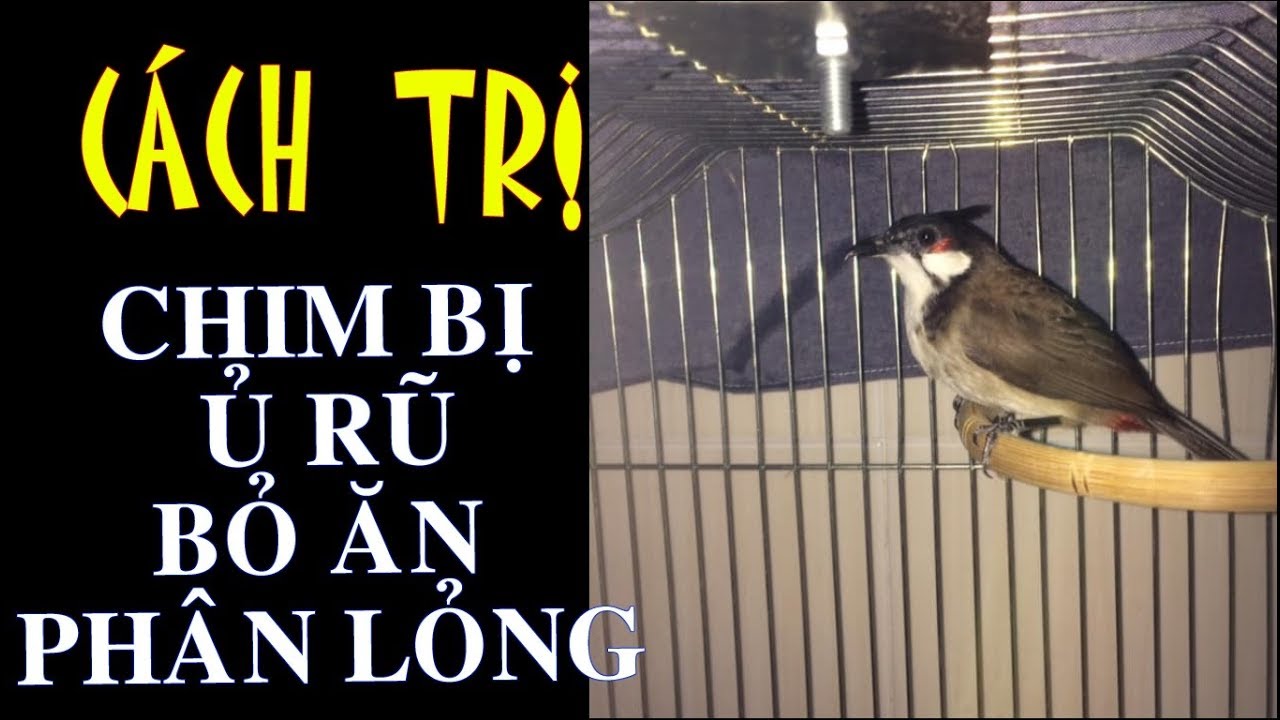 CÁCH TRỊ CHIM Ủ RŨ BỎ ĂN PHẦN LỎNG MÀU TRẮNG - MÀU XANH