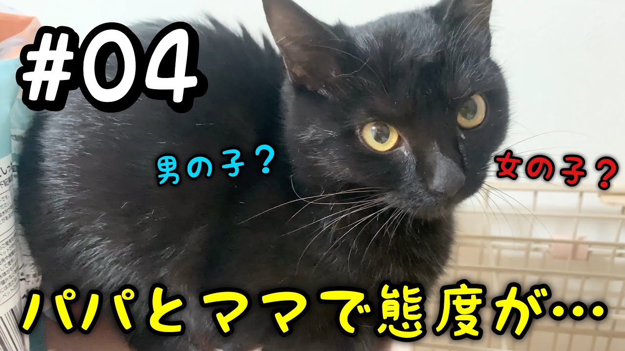 【野良猫 保護】性別確定！名前も決まりました🎊