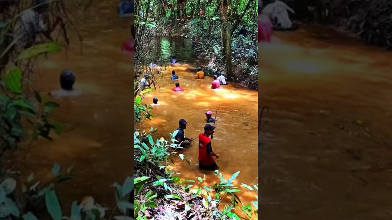 Tradisi tahunan menangkap ikan tapah di sungai