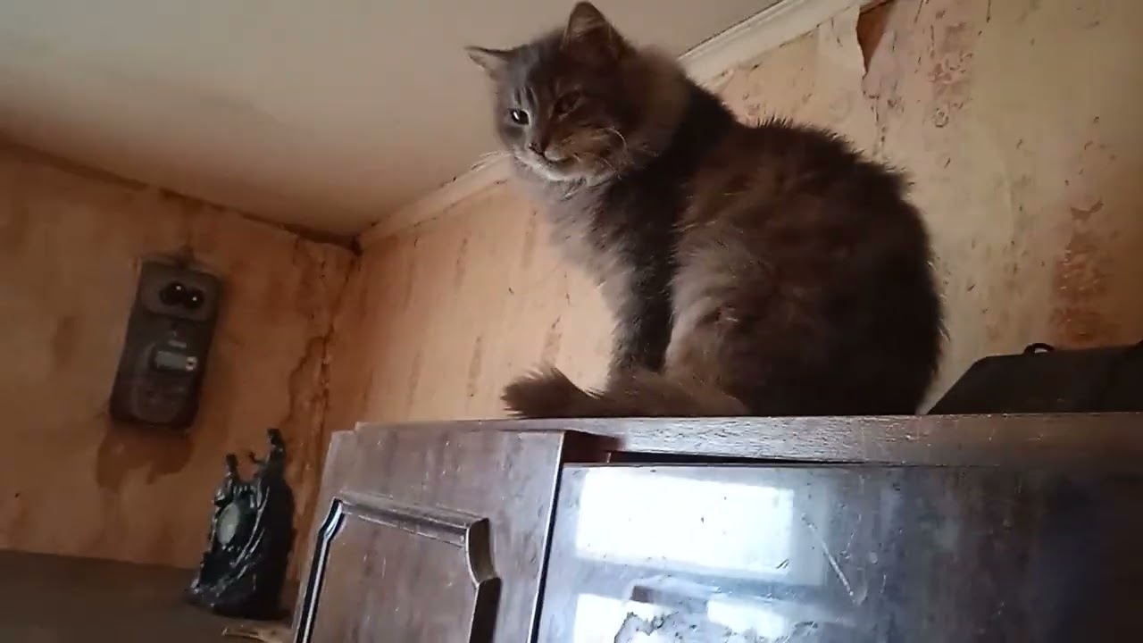 cat 😺👍 food 