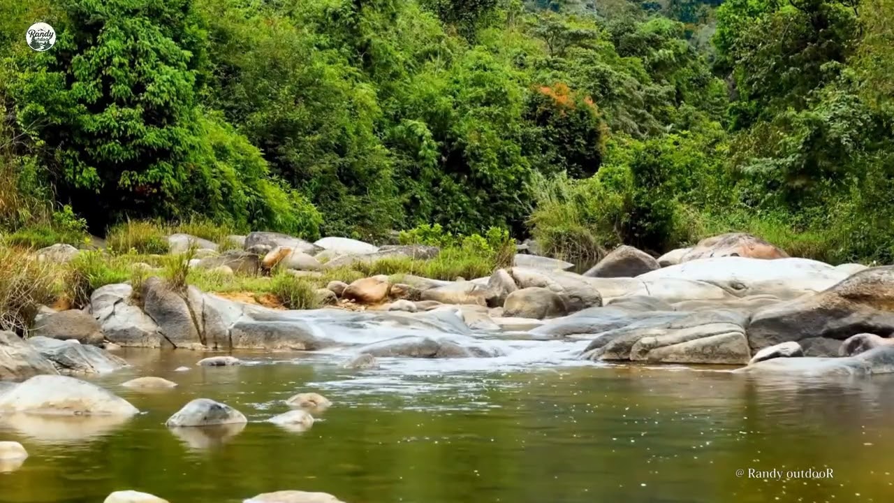 8K Nature water sounds in forest singing birds of nature 5hrs relaxing