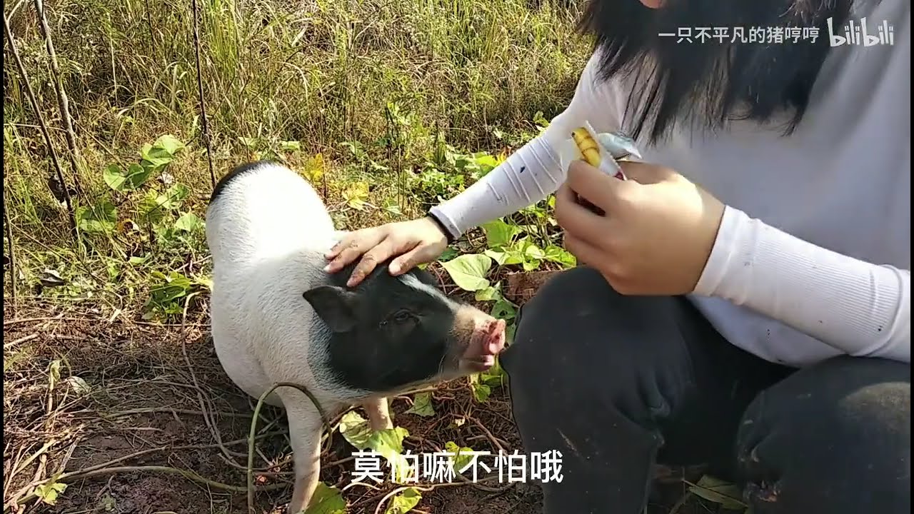 小猪跟主人下地干活，在草地睡觉等主人回家