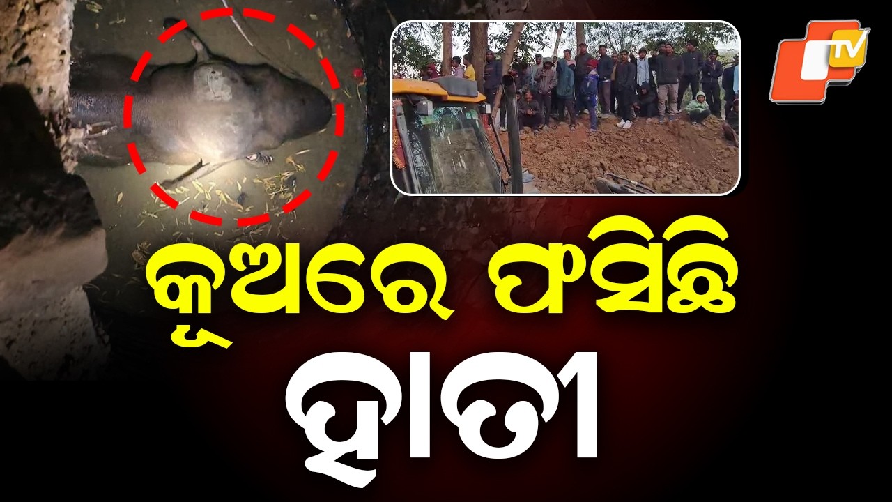 Elephant Falls Into Well in Keonjhar, Forest Team Launches Rescue Operation