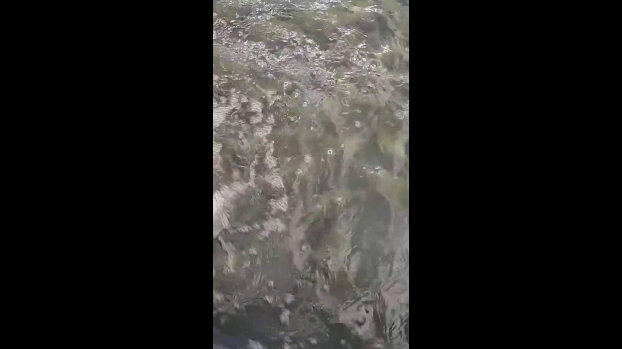 @bigfishvietnam ​✅ Vựa Cá Đặc Sản Miền Tây Cá Khủng: Cá Trắm, Tra Dầu, Cá Hô, Cá Heo #cadacsan